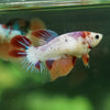 Koi Halfmoon - Female