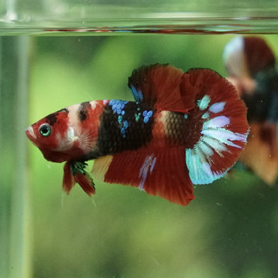 Multicolor/Galaxy Koi Plakat -11 weeks Old