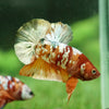 Copper/Gold Galaxy Koi Plakat - 14Weeks Old