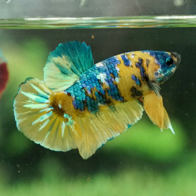 Multicolor/Galaxy Koi Plakat -14 weeks Old