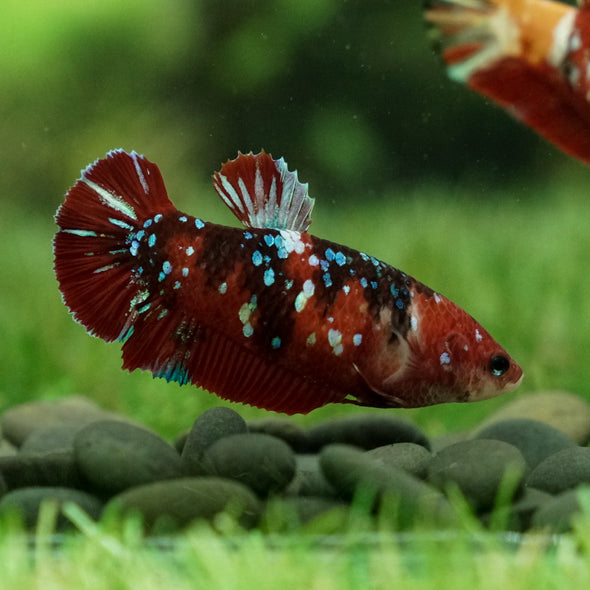 Multicolor/galaxy Dumbo Koi Plakat- Female