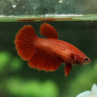 Super Red Halfmoon - Female