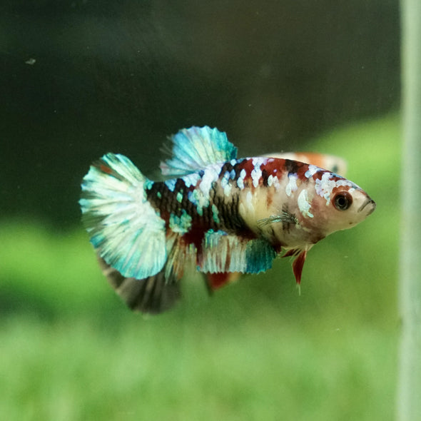 Multicolor/galaxy Koi Plakat- Female