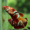 Multicolor/galaxy Koi Plakat- Female