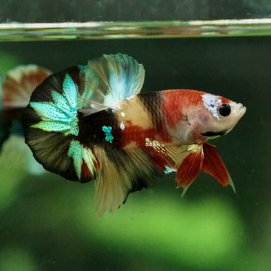 Multicolor/Galaxy Koi Plakat -11 weeks Old