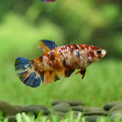 Galaxy Koi Plakat- Female