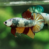 Multicolor/Galaxy Koi Plakat -12 weeks Old