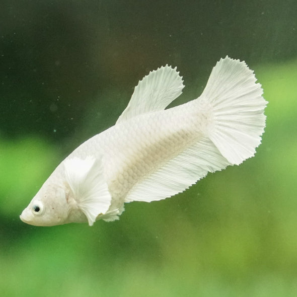 Dumbo Halfmoon - Female