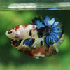 Multicolor/Galaxy Koi Plakat -11 weeks Old