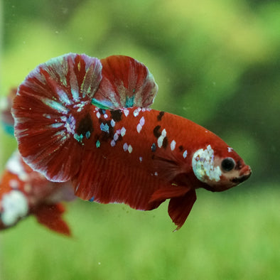 Multicolor/Galaxy Koi Plakat -15 weeks Old