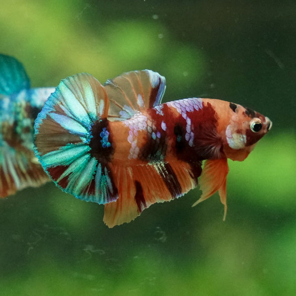 Multicolor/Galaxy Koi Plakat -11 weeks Old