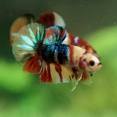 Multicolor/Galaxy Koi Plakat -11 weeks Old