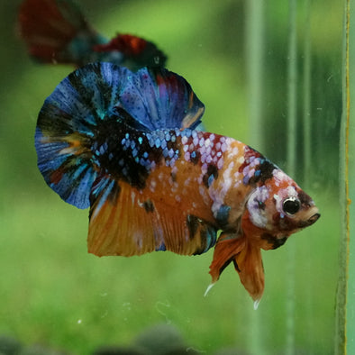 Multicolor/Galaxy Koi Plakat -15 weeks Old