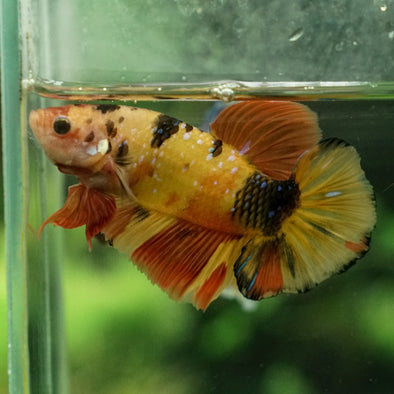 Giant Multicolor/Galaxy Koi Plakat -16 weeks Old