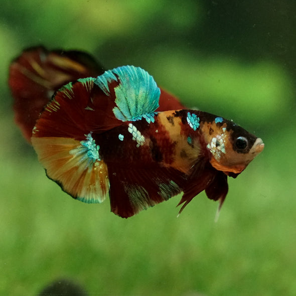 Multicolor/Galaxy Koi Plakat -15 weeks Old