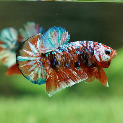 Multicolor/Galaxy Koi Plakat -15 weeks Old