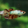 Multicolor Galaxy Halfmoon- Female