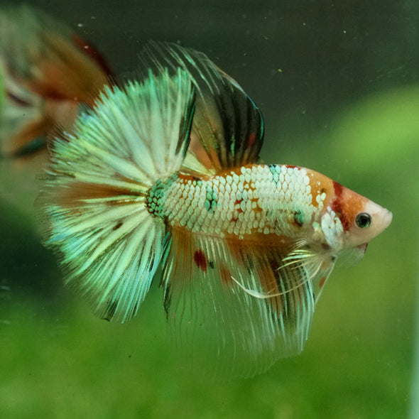 Galaxy Koi Halfmoon - 14 weeks old