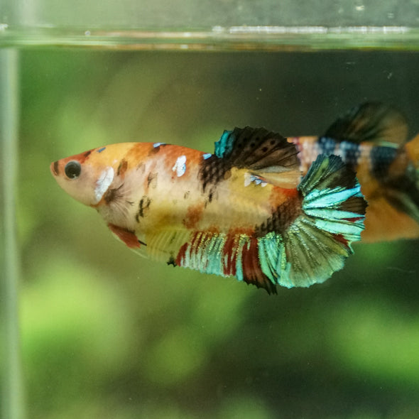 Multicolor/galaxy Koi Plakat- Female