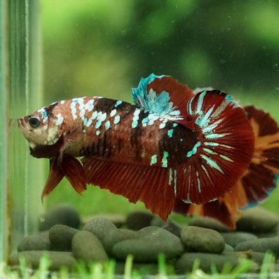 Giant Hybrid Multicolor/Galaxy Koi -15 weeks Old