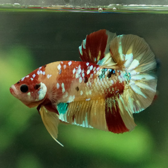 Multicolor/Galaxy Koi Plakat -15 weeks Old