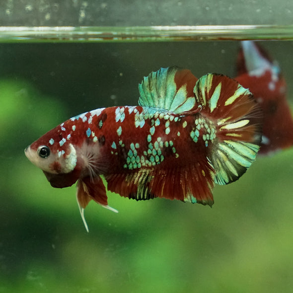 Multicolor/Galaxy Koi Plakat -13 weeks Old