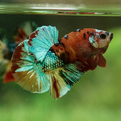 Multicolor/Galaxy Koi Plakat -15 weeks Old