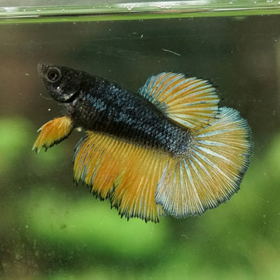 Mustard Gas Halfmoon- Female