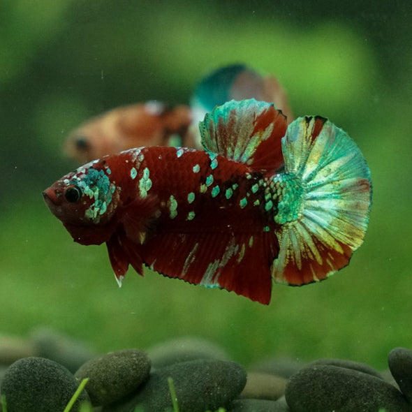 Multicolor/Galaxy Koi Plakat -15 weeks Old