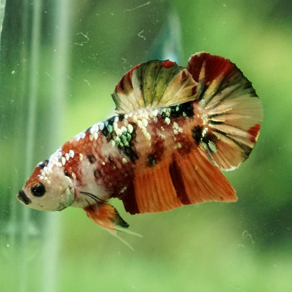 Copper/Gold Galaxy Koi Plakat - 11 Weeks Old