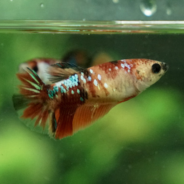 Koi Halfmoon - Female