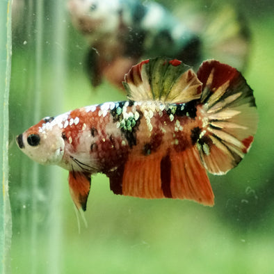 Copper/Gold Galaxy Koi Plakat - 11 Weeks Old