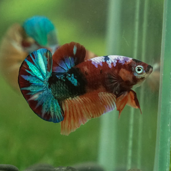 Multicolor/Galaxy Koi Plakat -11 weeks Old