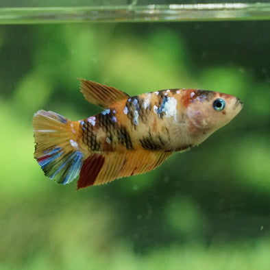 Galaxy Koi Plakat- Female