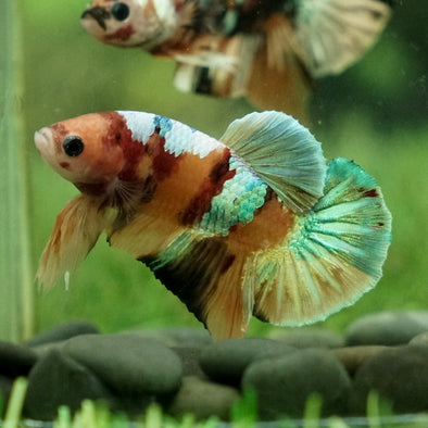 Multicolor/Galaxy Koi Plakat -12 weeks Old