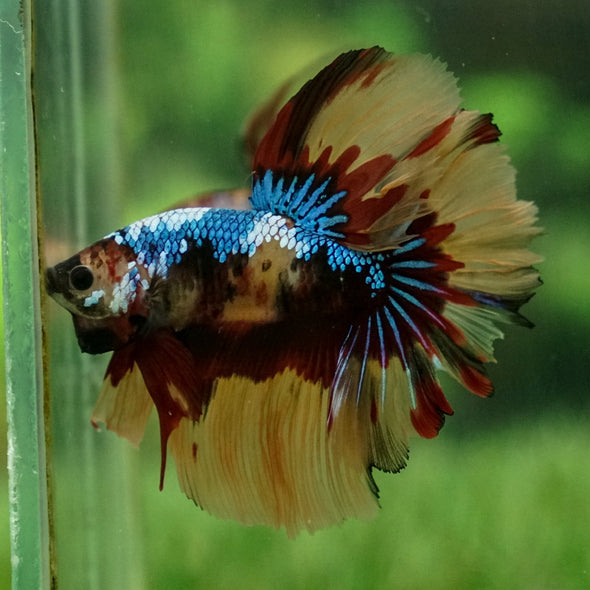 Galaxy Koi Halfmoon - 14 weeks old