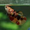 Multicolor Galaxy Halfmoon- Female