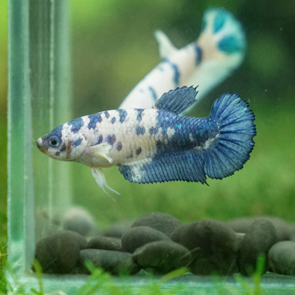 Blue/Green Dalmatian Plakat- Female