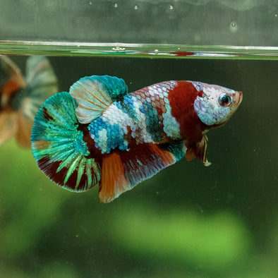 Multicolor/Galaxy Koi Plakat -15 weeks Old