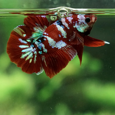 Multicolor/Galaxy Koi Plakat -13 weeks Old