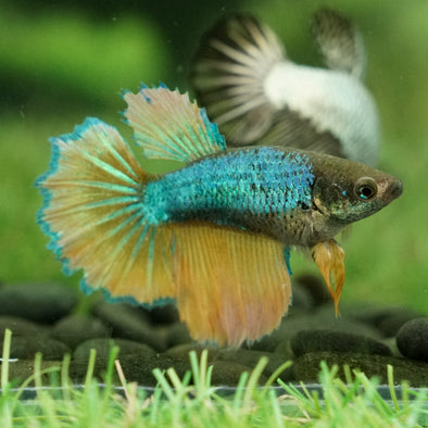 Mustard Gas Halfmoon - Female