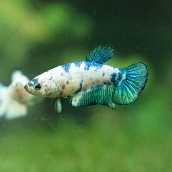 Blue/Green Dalmatian Plakat- Female