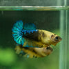 Yellow Fancy Plakat 13 Week Old- Female