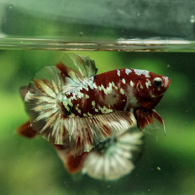 Multicolor/Galaxy Koi Plakat -15 weeks Old