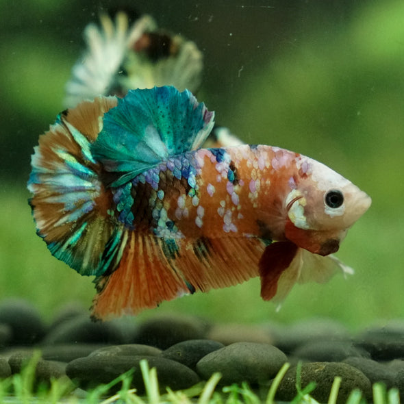 Multicolor/Galaxy Koi Plakat -12 weeks Old