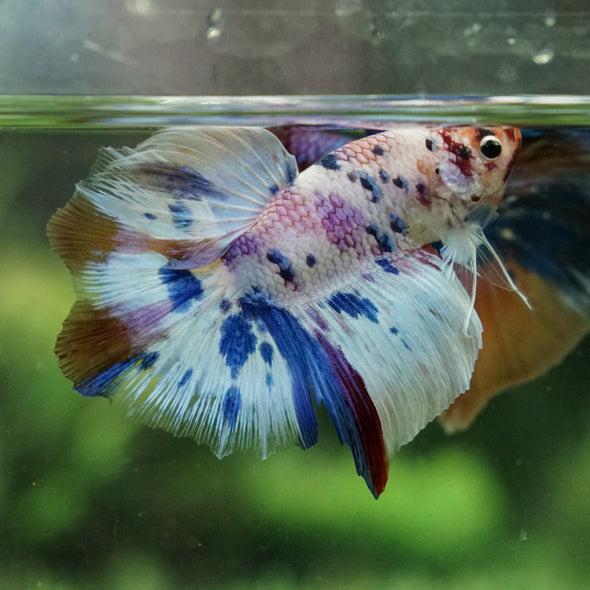 Candy Koi Halfmoon - 12 weeks old