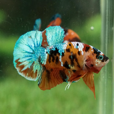 Multicolor/Galaxy Koi Plakat -15 weeks Old