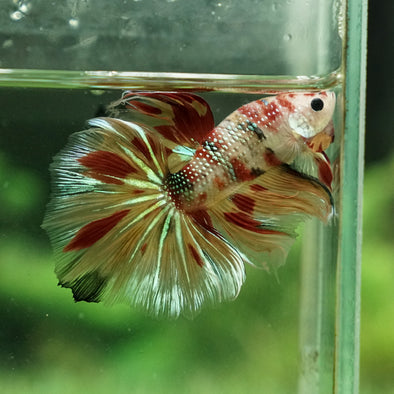 Galaxy Koi Halfmoon - 12 weeks old