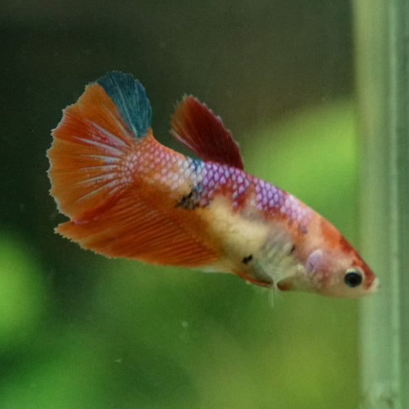 Koi Halfmoon Female - 12 weeks old