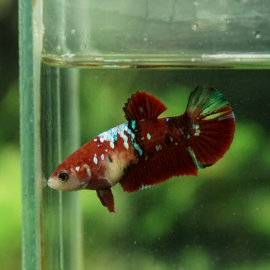 Multicolor/galaxy Koi Plakat- Female